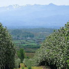 Una plantación de manzanos en la comarca leonesa del Bierzo, donde la reineta presume de denominación de origen.-ABA