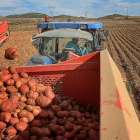 Un agricultor recoge patatas en su explotación de la localidad palentina de Valoria de Aguilar.-BRÁGIMO