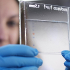 Una investigadora en el Instituto de Investigación Biomédica de Salamanca.-ENRIQUE CARRASCAL