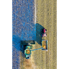 Una cosechadora atraviesa un campo de maíz mientras deposita en un remolque el grano recogido.-PQS CCO