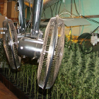 Laboratorio de marihuana con 1.042 plantas.-ICAL