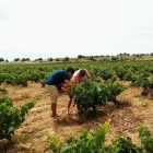 Juan Manuel Burgos inspecciona una viña junto a un técnico en un viñedo de Bodegas Avan.-L. V.
