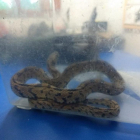 Serpiente encontrada en Las Francesas.-EUROPA PRESS