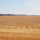 Campo de cereal recien cosechado en la localidad de Mucientes (Valladolid).-ICAL