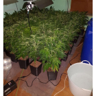 Plantas de marihuana encontradas en el inmueble.-POLICÍA NACIONAL