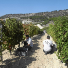 Vendimia en los viñedos de Quinta Sardona, en la Ribera del Duero-El Mundo