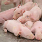 Imagen de unos lechones descansando dentro de las instalaciones de la compañía.-ICPOR