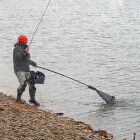 Un pescador de látigo introduce en la sacadera una magnífica trucha capturada en un lago.-L. FUENTE