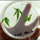 Las empresas manufactureras de la marihuana medicinal pueden producir y comercializar sus productos tanto para el mercado local como internacional.-BCN