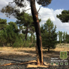 Árbol donde impactó el rayo que causó el incendio de Traspinedo-TWITTER APAMCYL