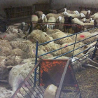 Ovejas asfixiadas con motivo del robo de diez lechazos y una oveja en la localidad de Montemayor de Pililla (Valladolid).-Fotografía cedida por UCCL