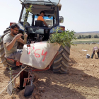 Segunda fase de la plantación de olivos en Montuenga, estos días.-LUIS ÁNGEL TEJEDOR