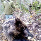 El cuerpo de la hembra de oso cantábrico tras quedar atrapada por un lazo de acero.-JCYL