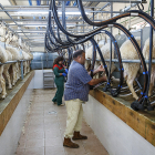 Ganaderos de ovino de Andavías (Zamora), en un proyecto de Cobadú sobre nutrición animal. jl lEAL / ICAL
