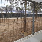Instalaciones en las que se encuentran los perros del Centro Municipal de Protección Animal de Valladolid.- AYTO. VALLADOLID