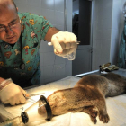El veterinario José Luis Serrano y el presidente de Amar Soria y ‘rescatador’, Manuel Meijide, en la intervención.-VALENTÍN GUISANDE