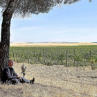 Elías Redondo, sentado bajo un pino en la Finca Las Caraballas, con un halcón frente a sus plantaciones de viñedo de Medina del Campo-AGROCOMUNICACIÓN