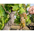 Tras años de investigación y de numerosos trámites la apetura a los vinos blancos obtuvo el visto bueno de la Unión Europea. / E. M.