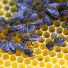 Imagen de un panal de abejas en una explotación salmantina.-ENRIQUE CARRASCAL