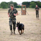 Demostración dinámica canina con motivo de los Actos de Guarnición de la Semana de las Fuerzas Armadas-Ical