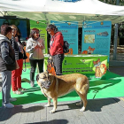 Uno de los perros participantes en el Día de la Mascota.-E. M.