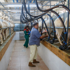 Extracción de leche de oveja en una explotación ganadera ubicada en la localidad zamorana de Andavías. /  ICAL