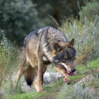 Imagen de archivo de la caza del lobo.-WIKIMEDIA COMMONS/ARTURO DE FRÍAS