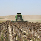 Un trabajador realiza labores de cosecha en una parcela de girasol de la comunidad autónoma la pasada campaña.-ACOR