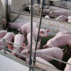 Animales en el interior de las naves en una explotación ganadera porcina en la provincia vallisoletana.-PROGATECSA