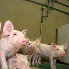 Algunos de los integrantes de una granja porcina de la Comunidad.-E.M.