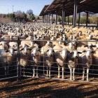 La explotación ganadera de Eduardo Abad, en Pardilla, cuenta en la actualidad con un censo de entre 1.600 y 1.700 ovejas.-PARADILLA 143