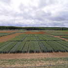 Campos de cultivo de trigo fuerza como alternativa a los monocultivos de remolacha y maíz.-ICAL