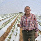 Nicolás Molinero, en su invernadero de fresas de Olmillos.-VALENTÍN GUISANDE