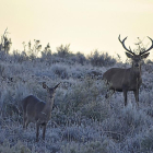 Dos ciervos se muestran atentos a lo que sucede a su alrededor, en una mañana otoñal.-INTERIOR LEGENDARIO