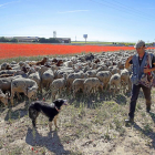 El pastor con el rebaño de cabras y ovejas, junto a un campo lleno de amapolas.-EDUARDO MARGARETO / ICAL