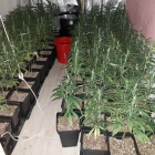 Plantas de marihuana halladas por los agentes en el interior de la vivienda.- E. M.