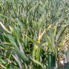 Campo de cultivo afectado de roya amarilla y septoria en la provincia de Valladolid.-E.M.