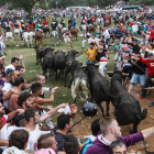 Suelta de novillos en el monte Valonsadero durante el 'Jueves La Saca'.-ICAL