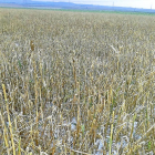 Campo de cultivo dañado por el pedrisco en la comarca del Boedo (Palencia).-UPA-COAG