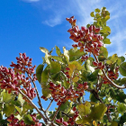 Plantación de pistacho en la Comunidad.-E.M