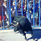 El público llama al toro tras la talanquera en el recorrido urbano del encierro de Aldeamayor..-AYTO. ALDEAMAYOR