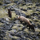 Una osa se traslada con sus dos oseznos por una de las montañas del Alto Sil en la provincia de León, en plena Cordillera Cantábrica.-E.M.