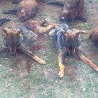 Los cuerpos de los dos lobos cazados en una montería autorizada.-E. M.