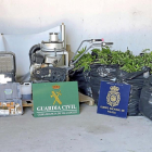 Plantas de marihuana, instrumentos para su tratamiento y balas incautados ayer por la Policía y la Guardia Civil-EL MUNDO