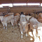 Animales en una de las granjas de Castilla y León, con un censo significativo.-E.M.