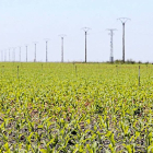 Plantación de maíz en Sahagún (León)-Carlos S. Campillo