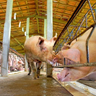 Un cerdo blanco se pasea por un pasillo fuera de su corral en una explotación porcina.-EL MUNDO