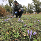 Jesús Valladares recoge flores de azafrán, en Puebla de Eca.-VALENTÍN GUISANDE