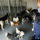 La perrera municipal de Valladolid alberga numerosos ejemplares de canes abandonados.-Miriam Chacón / Ical