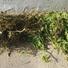Imagen de la plantación incautada de marihuana.-GUARDIA CIVIL
